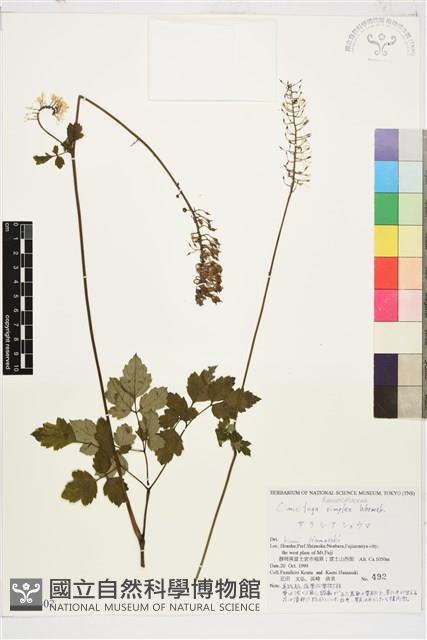 昇麻藏品圖，第1張