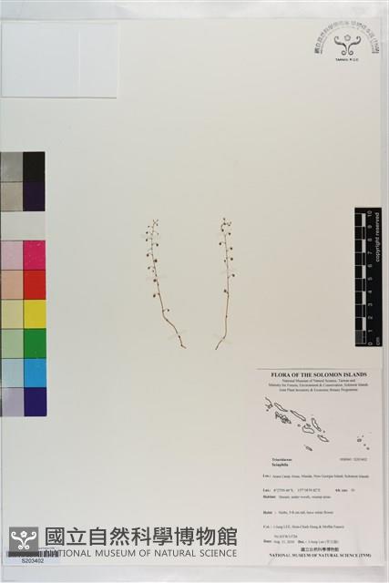 登錄號:S203402藏品圖，第1張