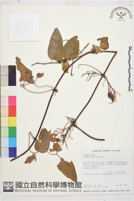 麥氏鐵線蓮藏品圖，第2張