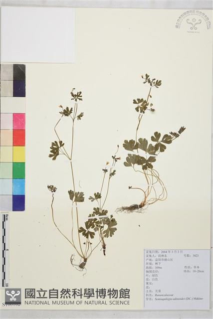 天葵藏品圖，第1張