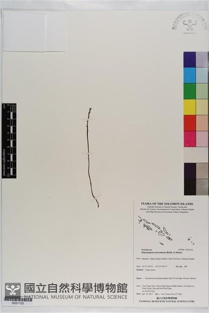 小鬼蘭藏品圖，第1張