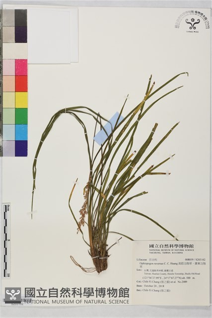 高節沿階草、廣東沿階草藏品圖，第1張