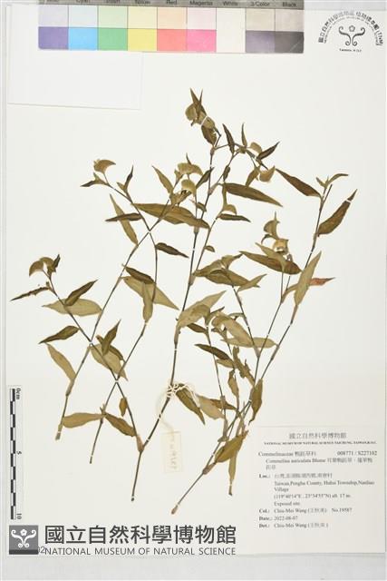 耳葉鴨跖草、蓬萊鴨跖草藏品圖，第1張