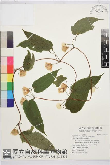 亨利氏鐵線蓮藏品圖，第1張