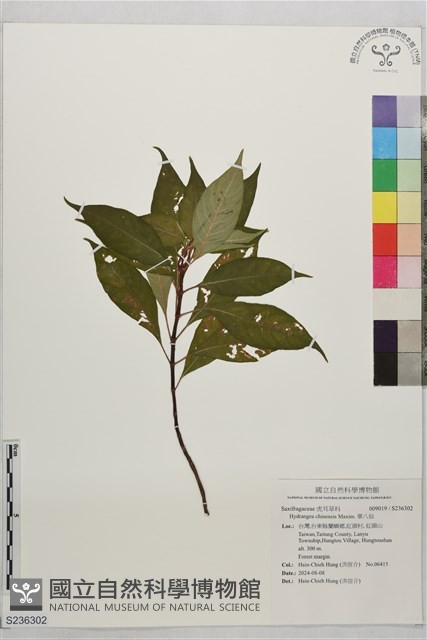 華八仙藏品圖，第1張