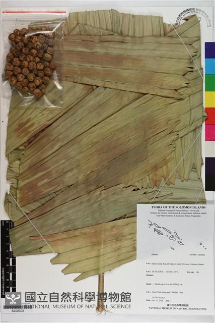 登錄號:S200302藏品圖，第1張