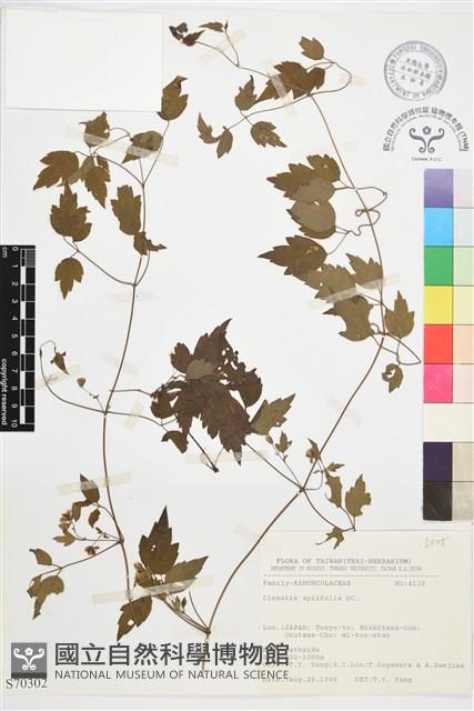 女萎藏品圖，第1張