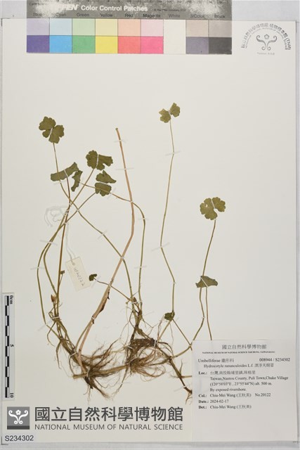 漂浮天胡荽藏品圖，第1張