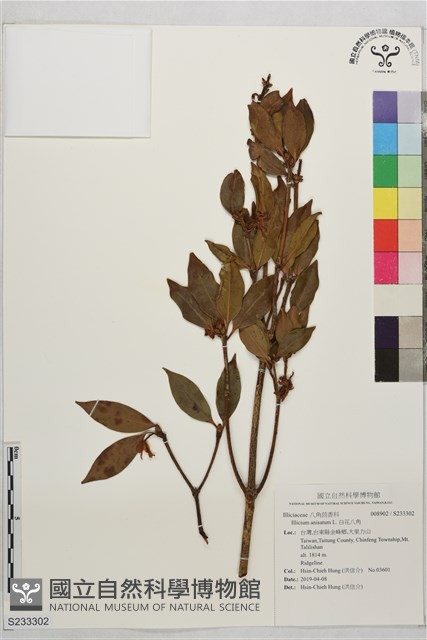 白花八角藏品圖，第1張