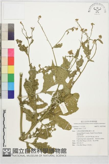 白芥藏品圖，第1張