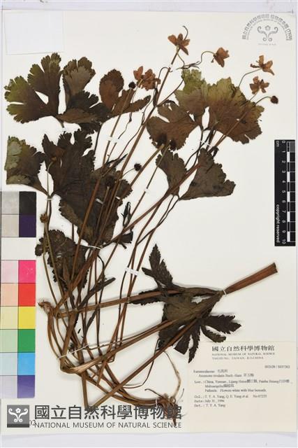 草玉梅藏品圖，第1張