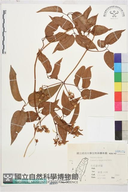 麥氏鐵線蓮藏品圖，第1張