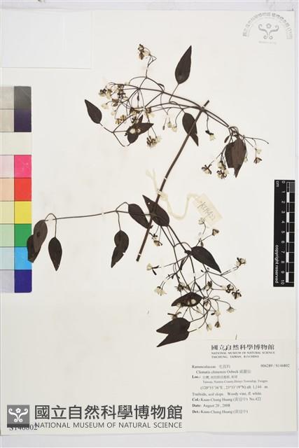 威靈仙藏品圖，第1張