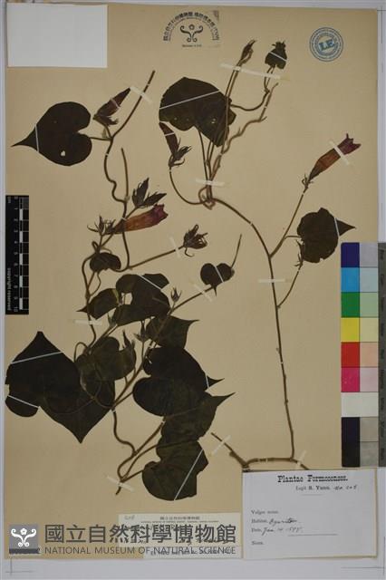 牽牛花藏品圖，第1張