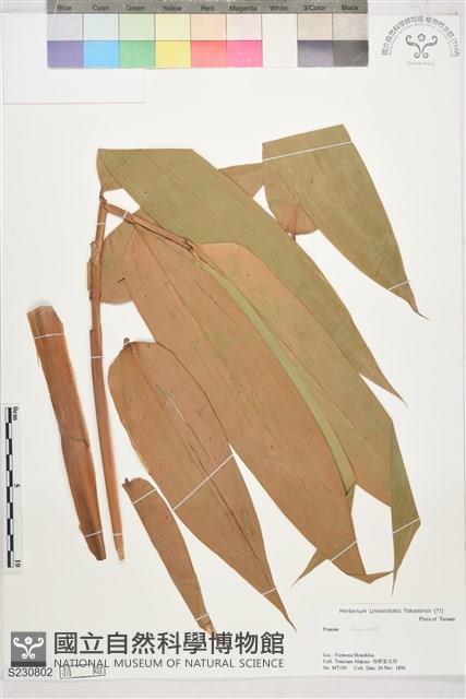 登錄號:S230802藏品圖，第1張