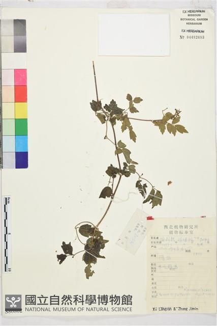 鈍萼鐵線蓮藏品圖，第1張