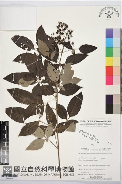 登錄號:S195802藏品圖，第1張