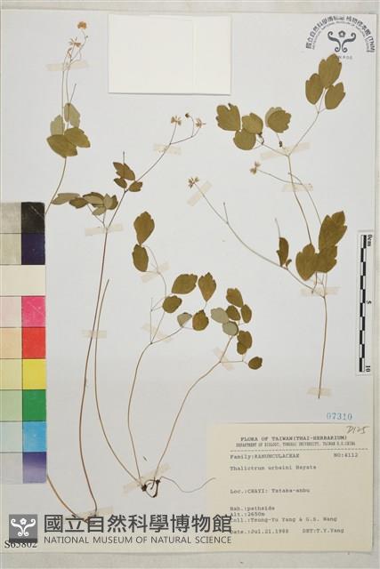 傅氏唐松草藏品圖，第1張