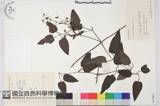 圓錐鐵線蓮藏品圖，第1張