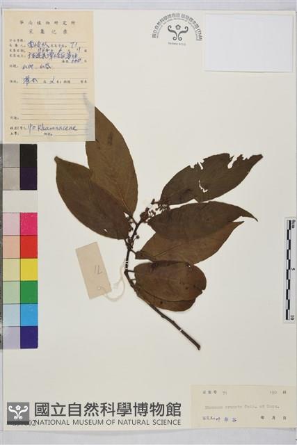 鈍齒鼠李藏品圖，第2張