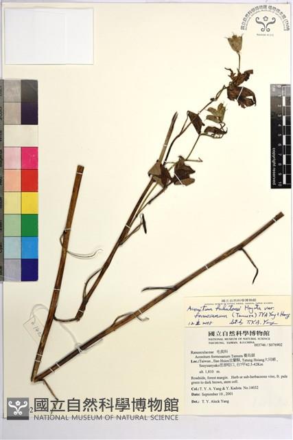 蔓烏頭藏品圖，第1張