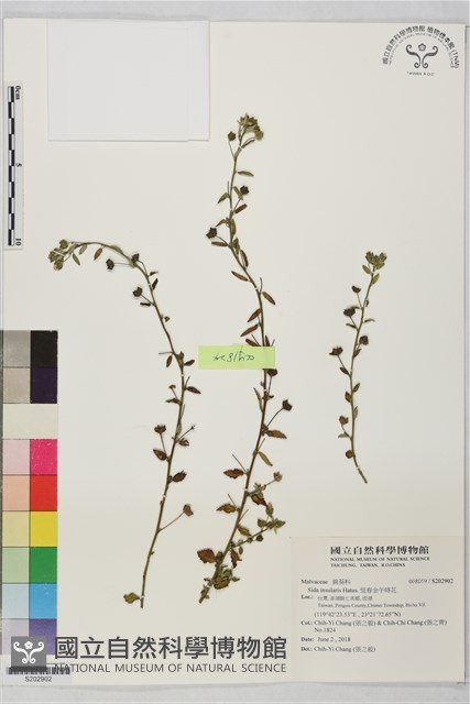 恆春金午時花藏品圖，第1張