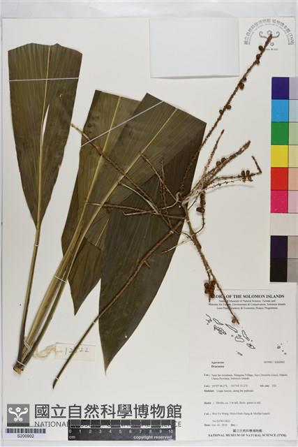 登錄號:S200902藏品圖，第1張