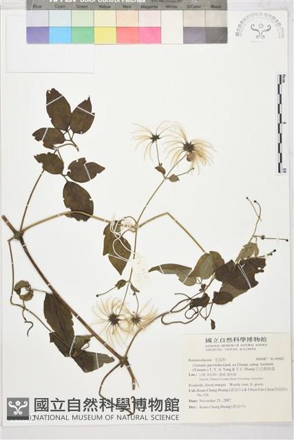 巴氏鐵線蓮藏品圖，第2張