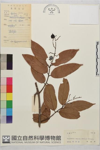 鉤狀雀梅藤, 巒大雀梅藤藏品圖，第1張