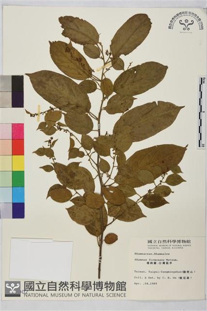 桶鉤藤藏品圖，第1張