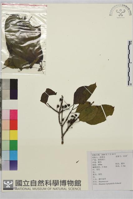 薄葉鼠李藏品圖，第1張