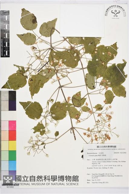 串鼻龍藏品圖，第1張