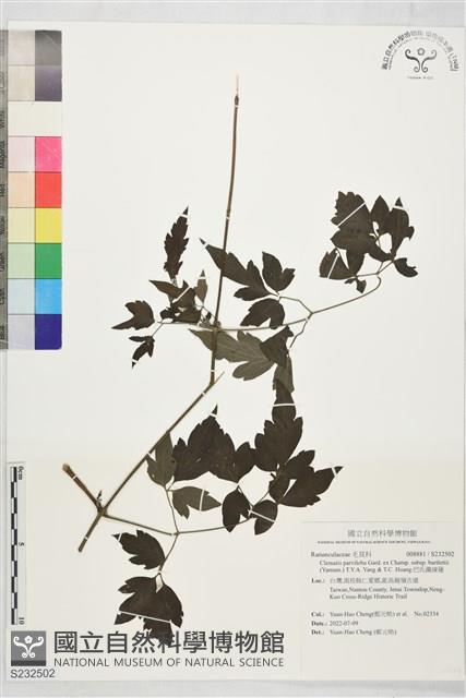 巴氏鐵線蓮藏品圖，第1張