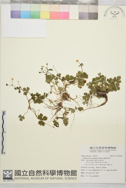 鹿場毛茛藏品圖，第1張