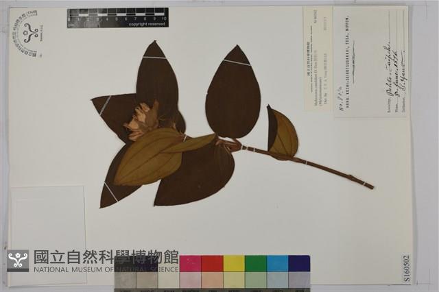 野牡丹藏品圖，第1張