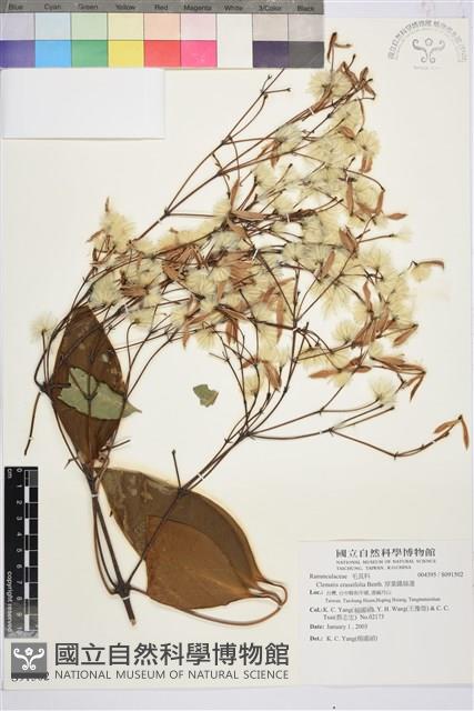 厚葉鐵線蓮藏品圖，第2張