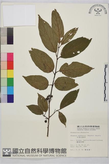 中原氏鼠李藏品圖，第2張