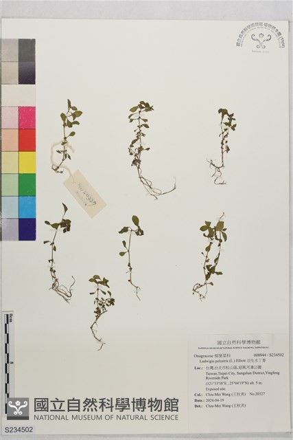 沼生水丁香藏品圖，第1張