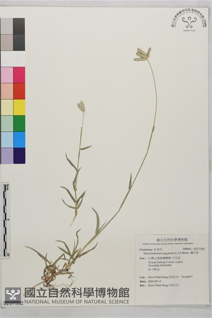 龍爪茅藏品圖，第1張