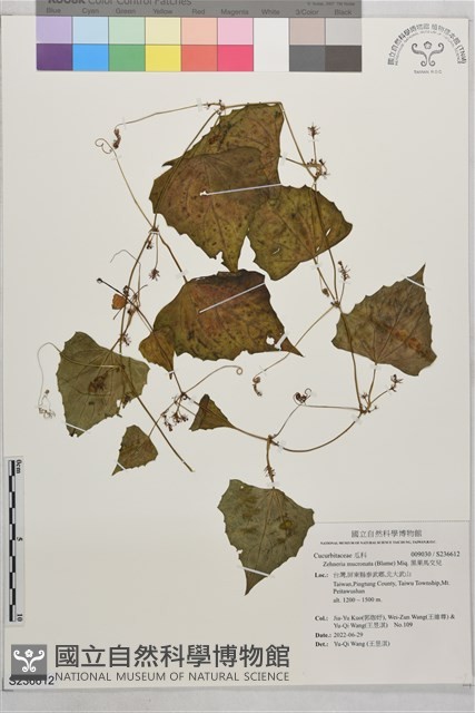 黑果馬交兒藏品圖，第1張