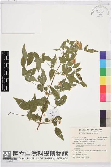 Accession Number:S200612 Collection Image