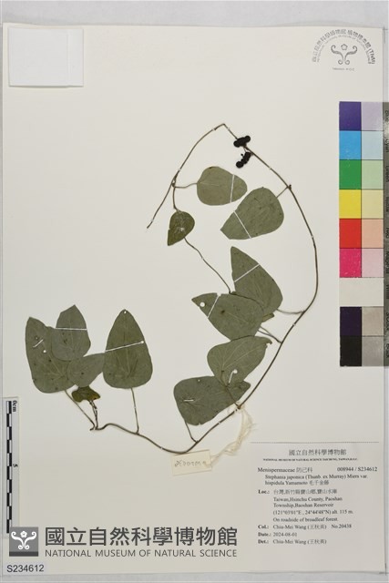 毛千金藤藏品圖，第1張