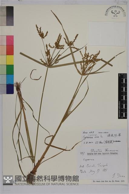 碎米莎草藏品圖，第1張