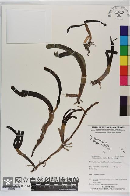 登錄號:S200012藏品圖，第1張