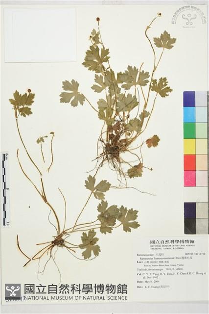 蓬萊毛茛藏品圖，第1張