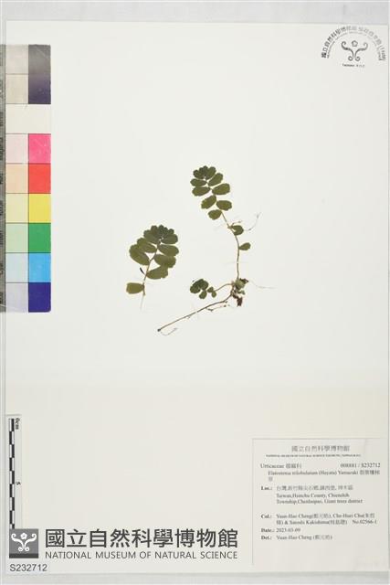 裂葉樓梯草藏品圖，第1張