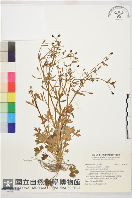 石龍芮藏品圖，第1張