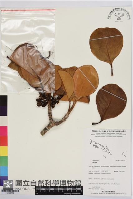 登錄號:S195712藏品圖，第1張