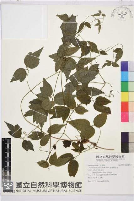 臺灣鐵線蓮藏品圖，第2張