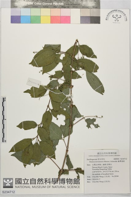 臺灣溲疏藏品圖，第1張
